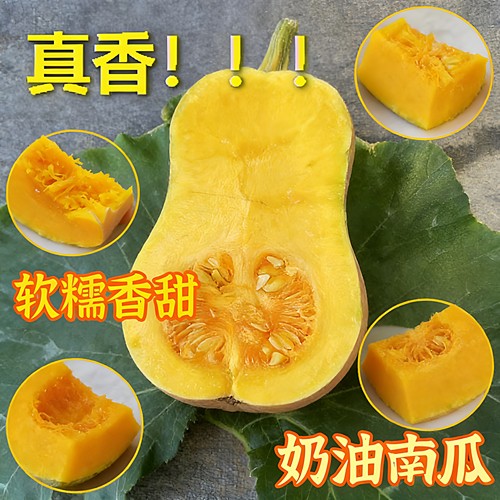 阿根廷烧烤型蜜本四季奶油南瓜