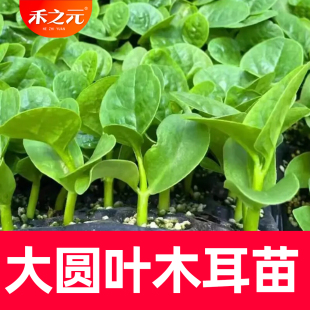 木耳菜小青菜种子菜苗蔬菜种籽四季 种籽大全木耳菜种孑 菜籽秋春季
