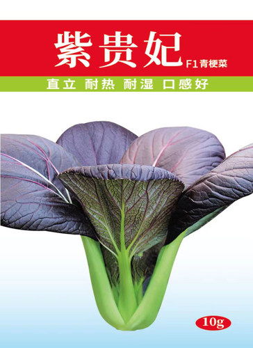 蔬菜贵妃紫油四季鸡毛菜
