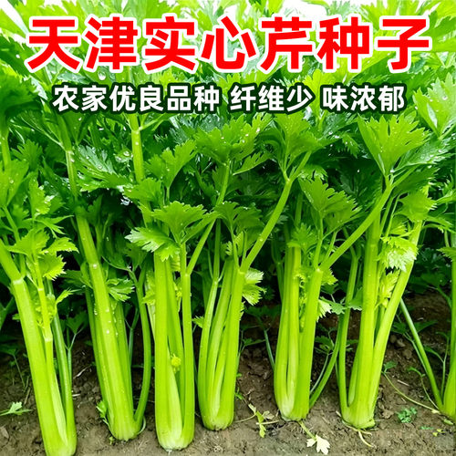 天津实心芹菜种子青菜种籽