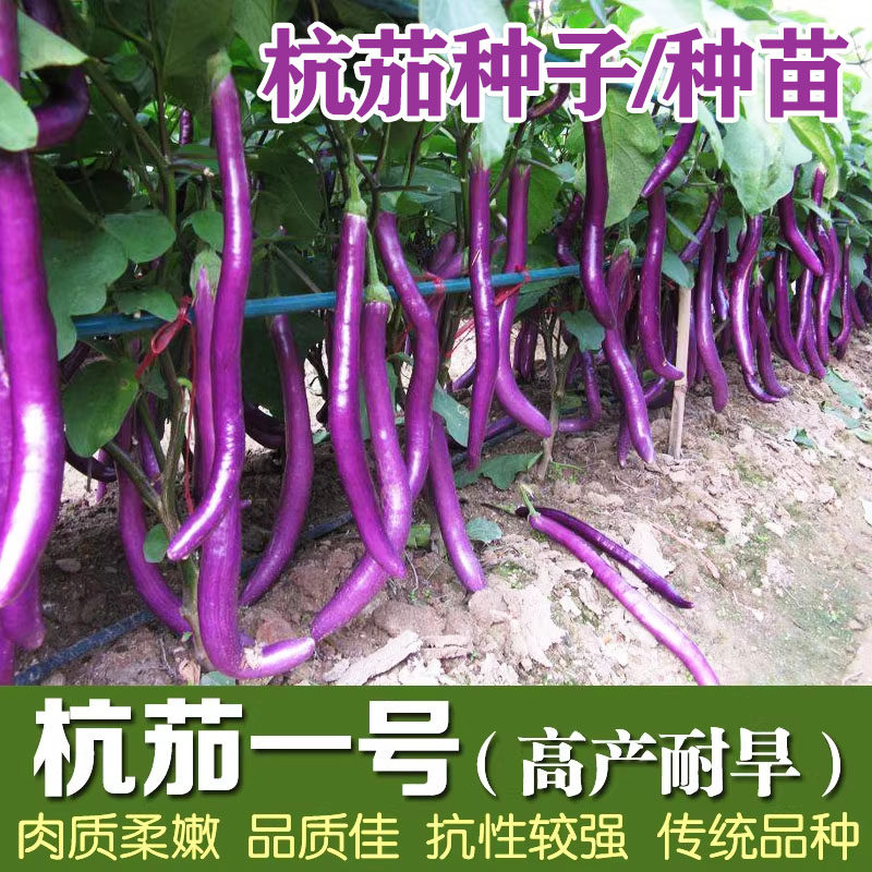 杭茄一号长茄种子茄子苗秧  秧苗线茄蔬菜种籽春季 茄子种子 茄苗