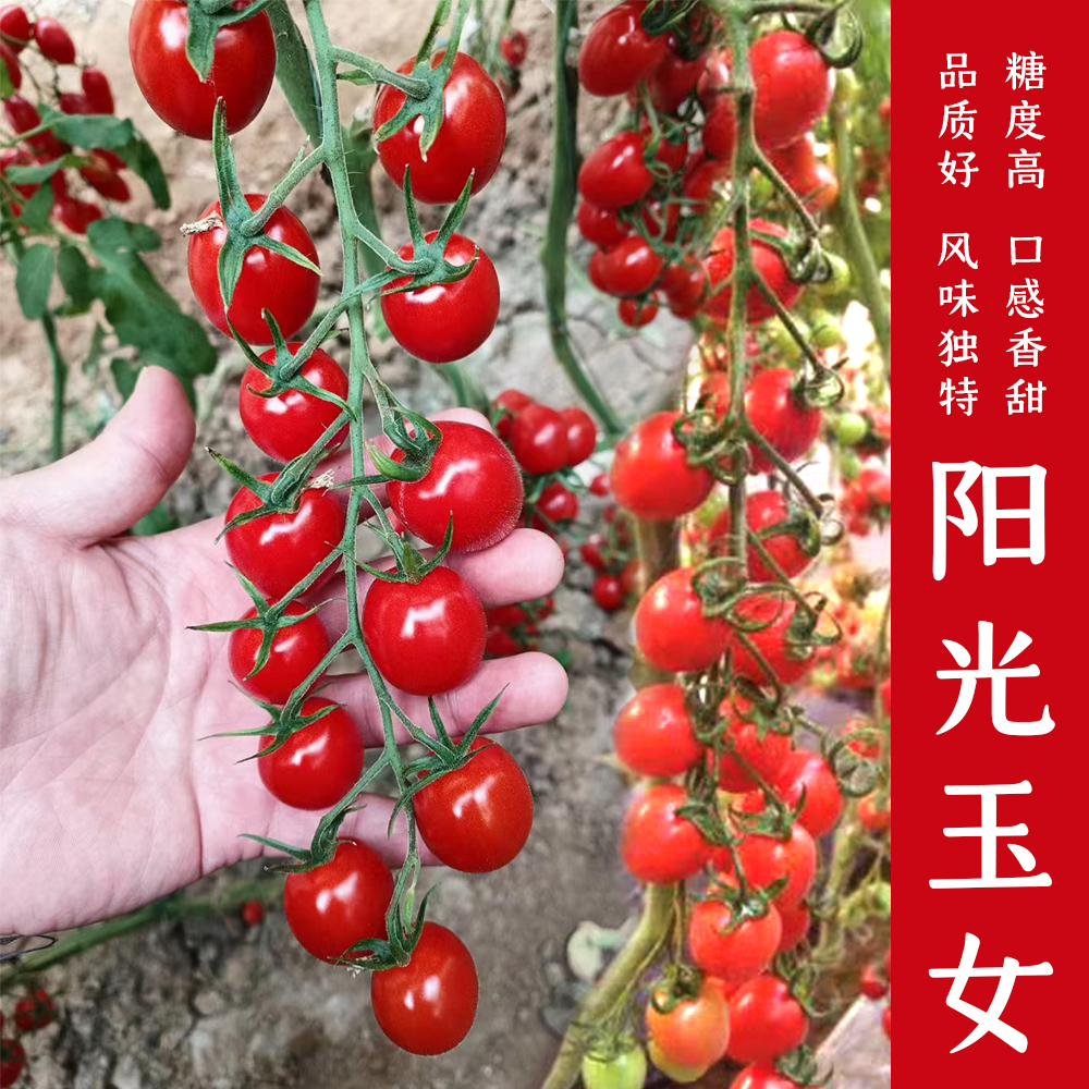 春季圣女果种子樱桃番茄西红柿