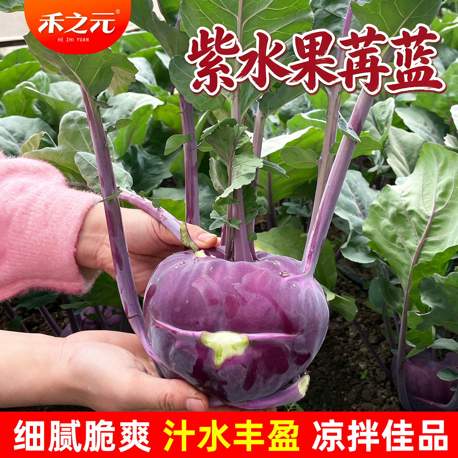 紫水果苤兰种籽 国产水果紫苤蓝种子四季春季秋冬栽寿光蔬菜种子