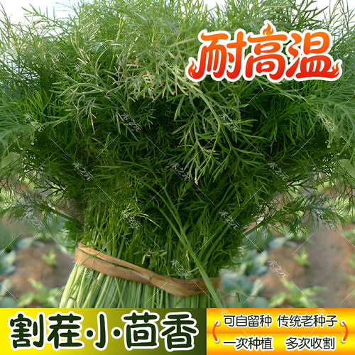 农家冬季蔬菜茴香种子