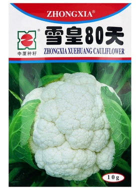 超级雪皇80天 优质白菜花种子 花菜种子 白色花椰菜种籽秋季