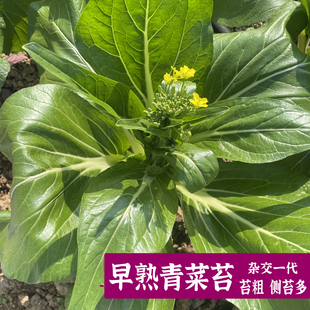 国苔一号青菜苔种子板蓝根绿早熟白菜苔杂交春夏秋播种冬菜种籽
