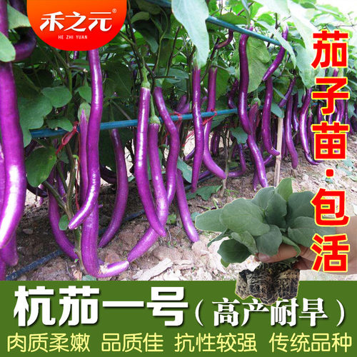 蔬菜种子春季杭茄一号