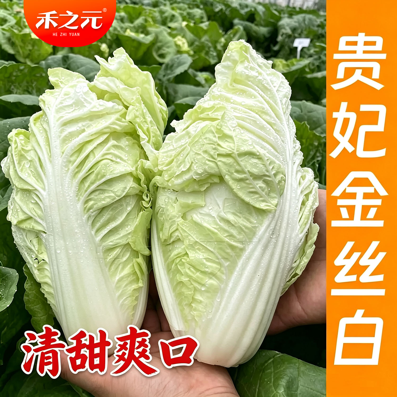 娃娃菜种子快菜白菜种子图片