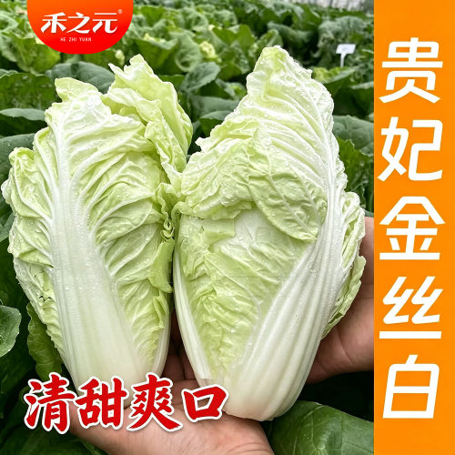 娃娃菜种子快菜白菜种子