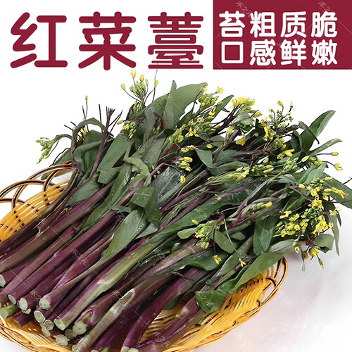 农家冬季盆栽种孑湖北红菜苔