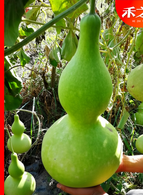 巨型鸟笼葫芦种子 特大观赏亚腰葫芦籽 庭院盆栽阳台四季易种春天