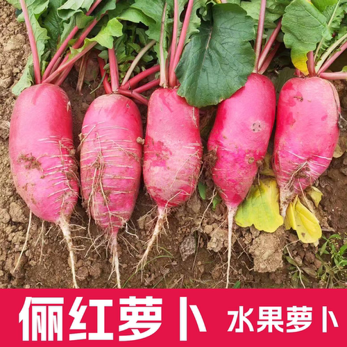 俪红萝卜种子红皮水果萝卜种籽