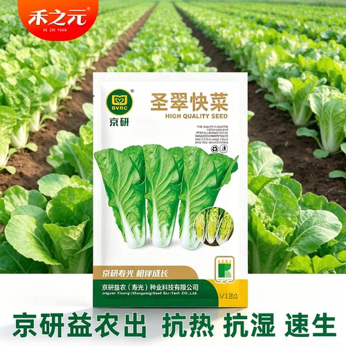 北京农科院冬季阳台小白菜冬季
