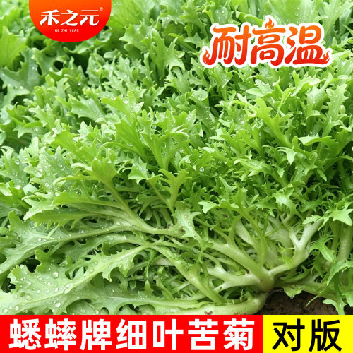 苦苣种子大全农家苦菊种蔬菜冬季