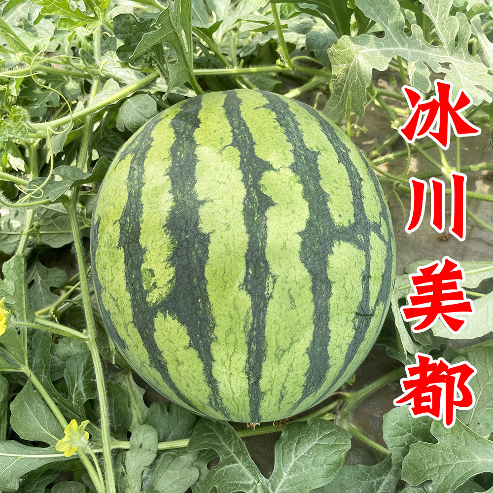 蟋蟀冰川美都西瓜种子