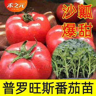 普罗旺斯番茄苗种子 西红柿种籽 沙瓤四季 蔬菜西红柿苗 番茄种子