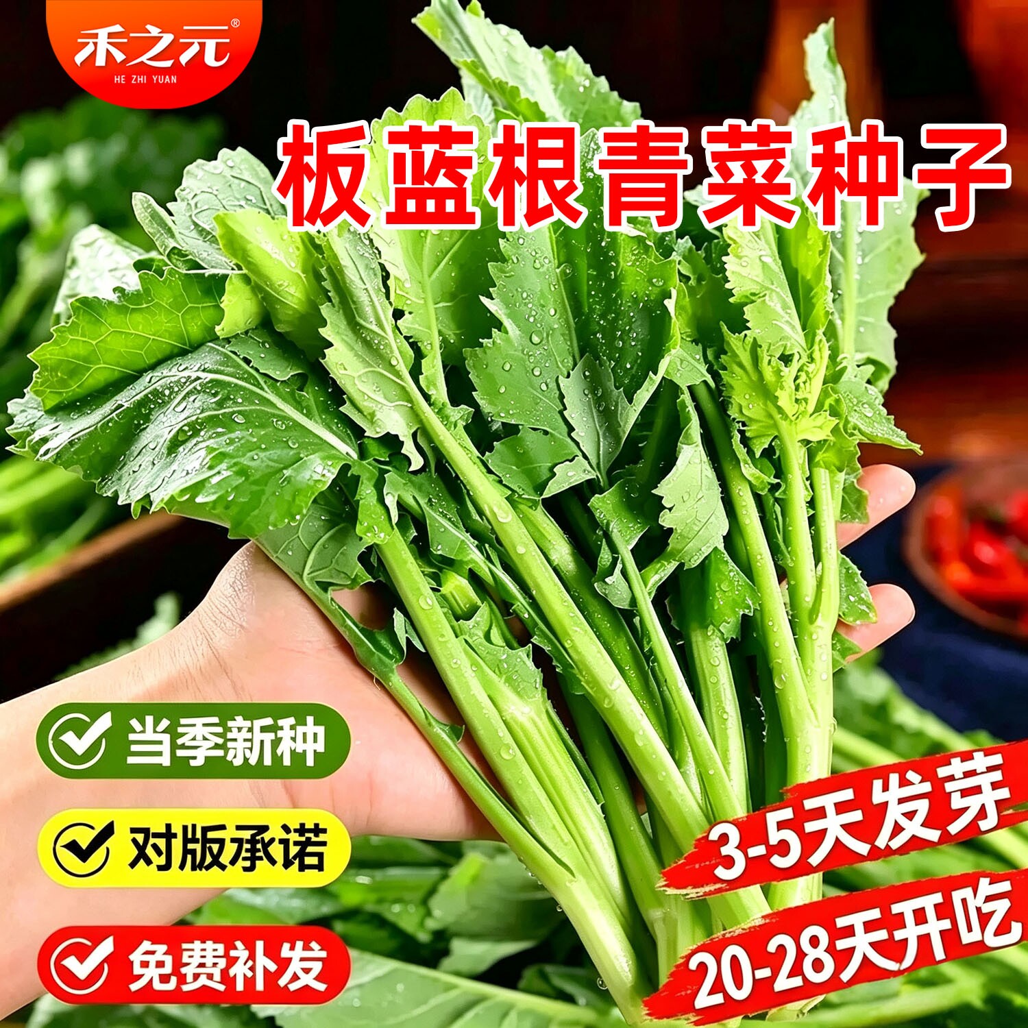 板蓝根青菜种子绿油菜苔种子青菜苔菜薹春夏秋种冬菜种籽阳台蔬菜