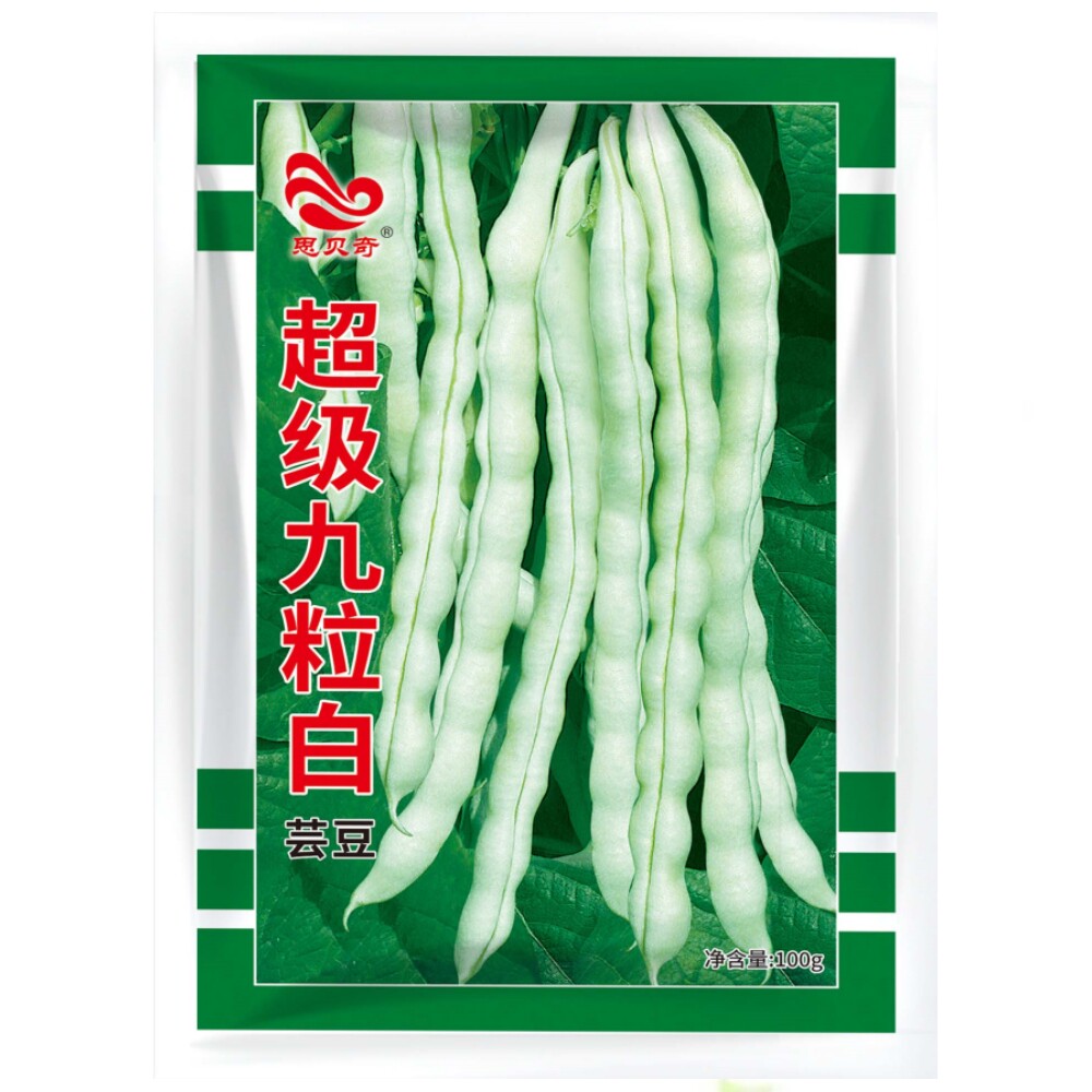 超级九粒白种子芸豆种籽图片