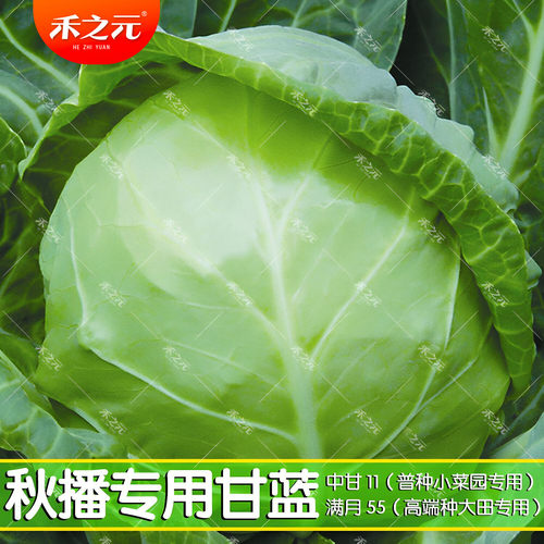 甘蓝种子高温包菜青菜籽高产早熟甘兰籽种籽秋冬季种春季蔬菜种子 - 封面