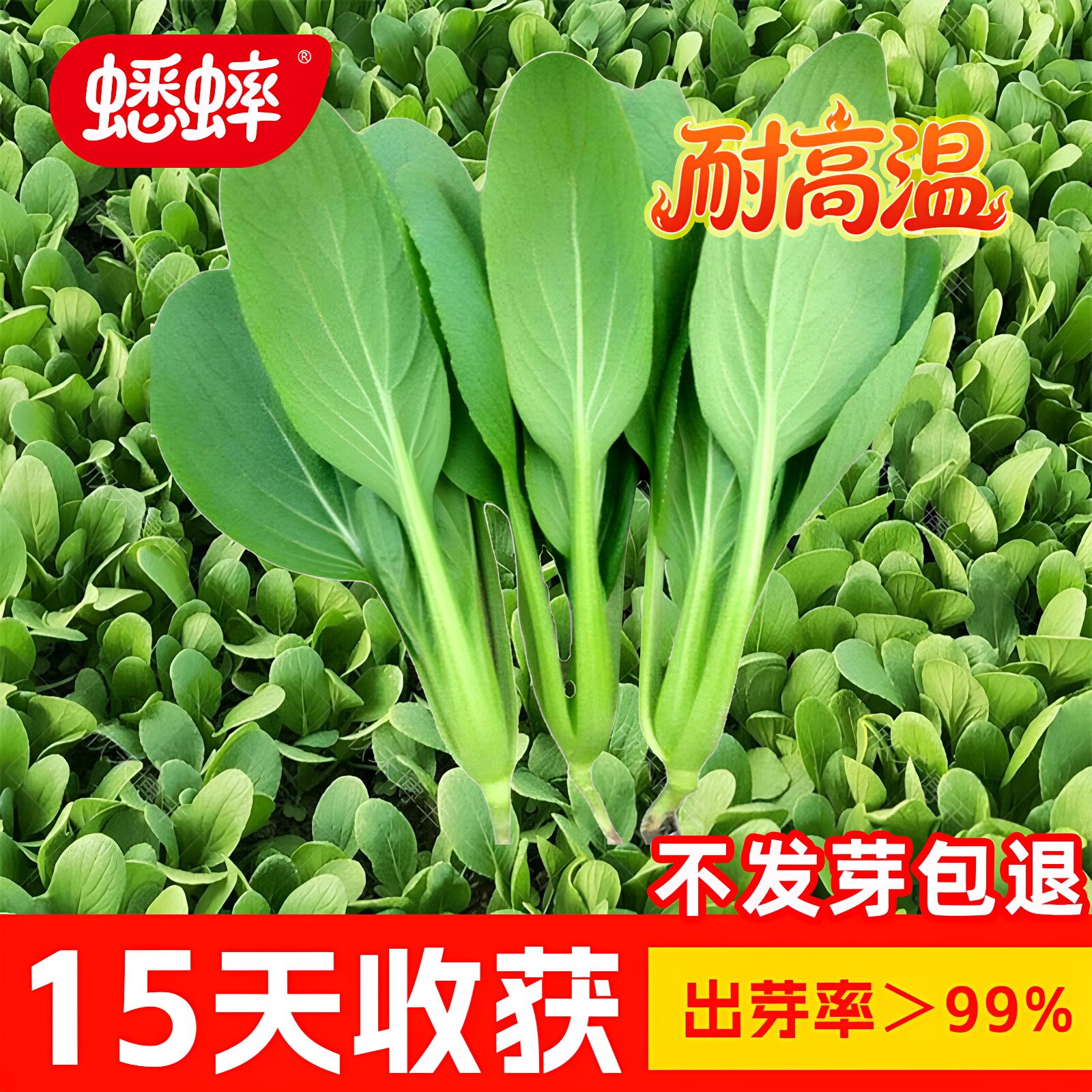 鸡毛菜菜籽油菜种子上海青菜蔬菜种籽大全秋冬阳台盆裁小白菜四季