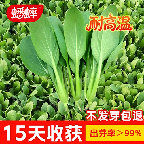 鸡毛菜种子上海大全阳台盆栽四季