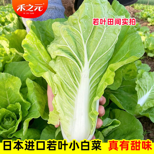 蔬菜日本进口若叶杂交一代小白菜