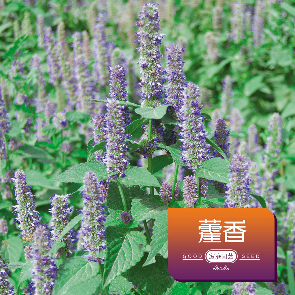藿香花种子花种子四季易种多年生花盆栽植物花种籽子野花花卉种子
