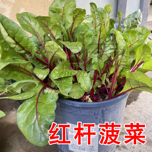 红杆菠菜种子新型健康蔬菜