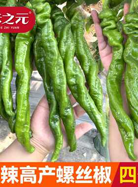 辣椒种子螺丝陇椒辣椒种籽线椒春夏秋蔬菜种孑四季特大南北方高产