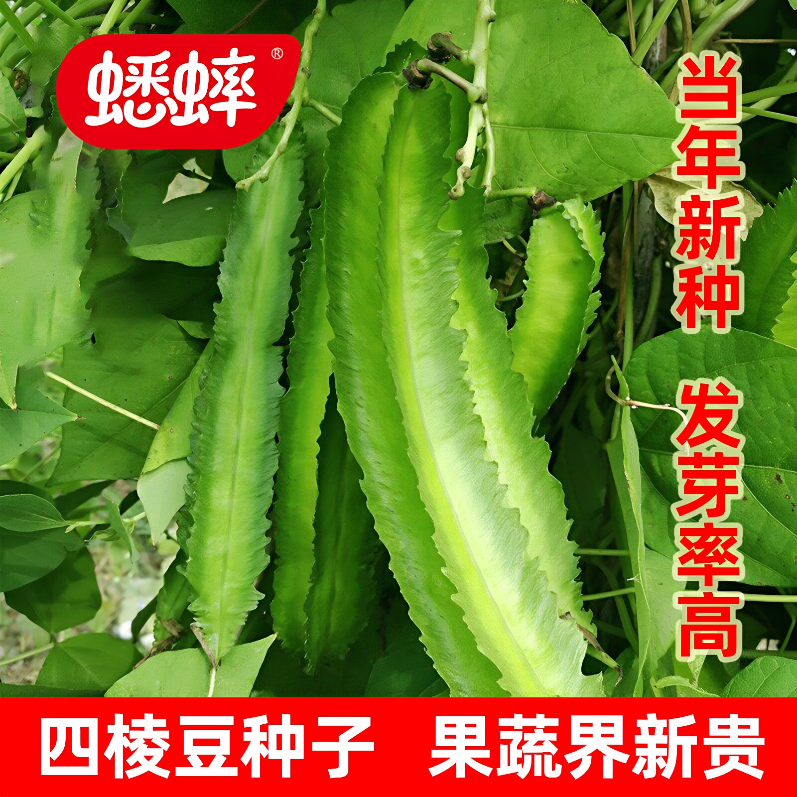 四棱豆种子 苗蔬菜种子 菜豆角  四角豆 四季种籽四棱豆苗 禾之元
