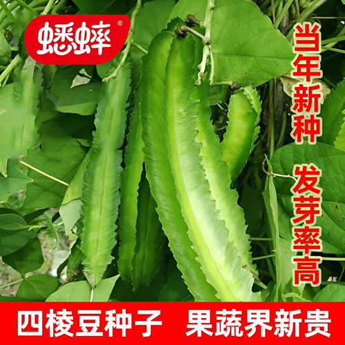 四棱豆种子苗蔬菜种子豆角四角豆