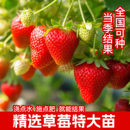 盆栽草莓种籽孑阳台蔬菜 秋季 奶油草莓种子水果种籽四季 种苗秧春季