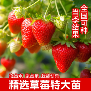 盆栽草莓种籽孑阳台蔬菜 秋季 奶油草莓种子水果种籽四季 种苗秧春季