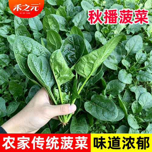 小叶菠菜种子四季大全农家