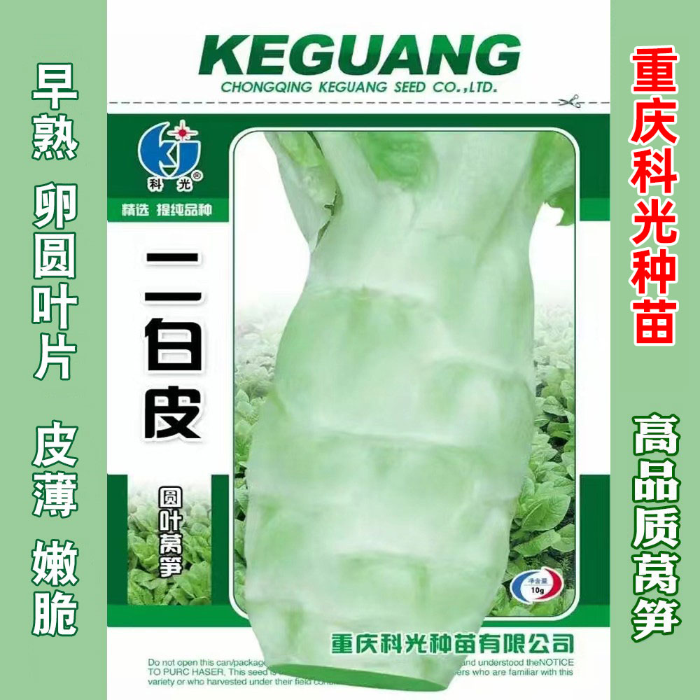 二白皮莴苣种籽香莴笋四季莴苣种子莴笋菜种籽种孑秋冬季菜农家蔬 - 实物图