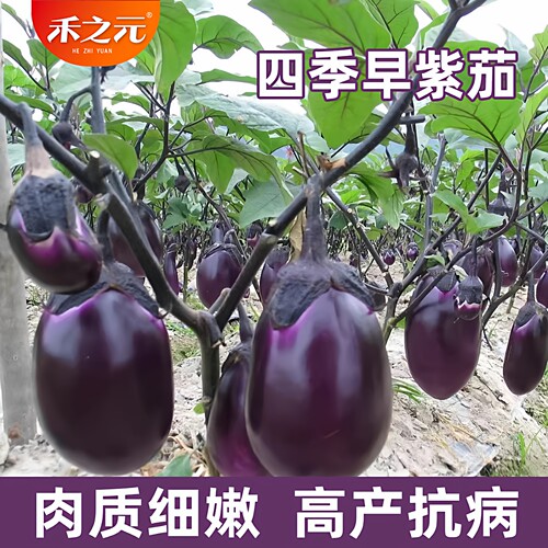迷你水果茄子种子盆栽蔬菜