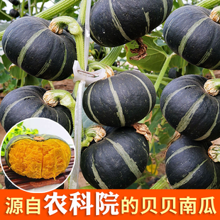 正宗农科院圣栗墨香南瓜种籽绿贝贝南瓜种子板栗南瓜种孑春四季 菜