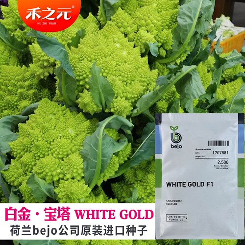 荷兰bejo白金宝塔菜种子