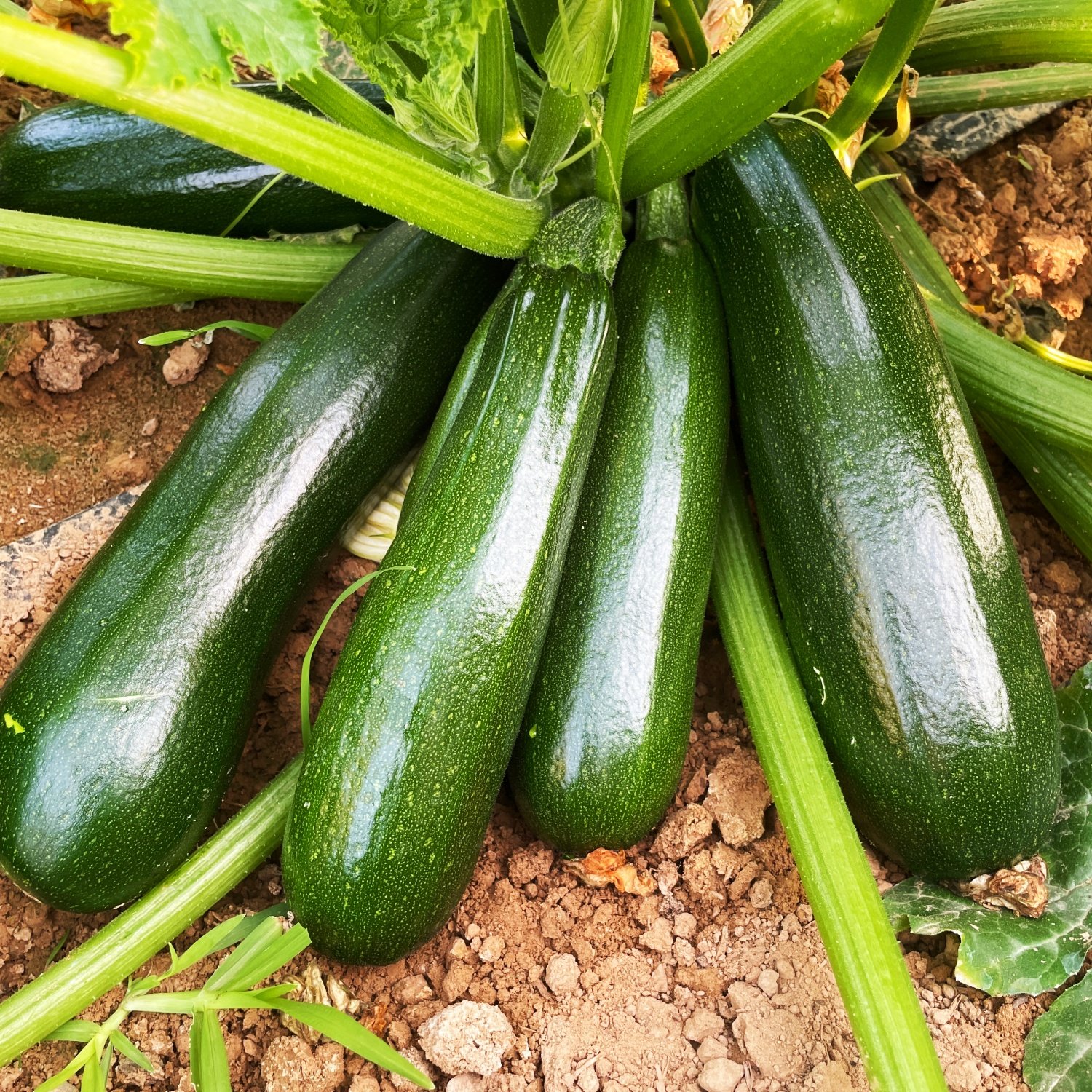 黑美丽西葫芦种子紫黑绿有光泽全国各地适宜四季西葫芦种籽盆栽,农用物资,蔬菜种子/种苗,淘宝优惠券,粉丝福利购,淘宝优惠卷