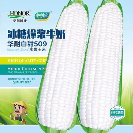 牛奶水果玉米种子糯米种白甜爆浆甜春季夏秋四季玉米孑中农甜488
