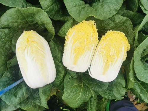 Утиный яичный желток, желтое сердце, молодая капуста, семена молодой капусты, семена молодой капусты, рапс четырех сезонов, крупные семена овощей, яйца, осенние яйца