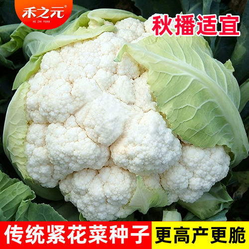 花椰菜种子白菜花种华耐夏禾之元