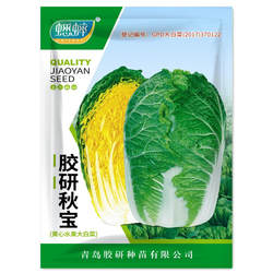 秋宝黄芯秋播大白菜种子秋季胶州黄心白菜种籽蔬菜山东大白菜冬季