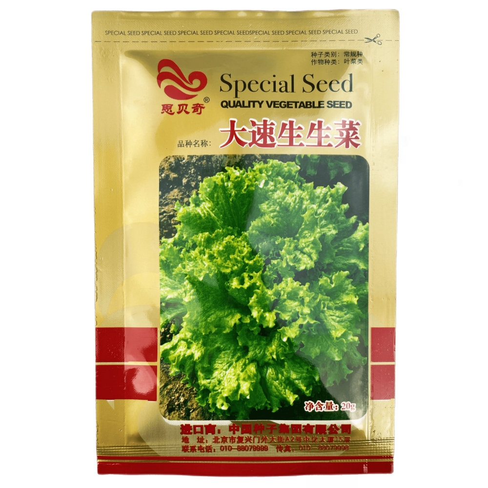 蔬菜罗莎散叶四季阳台盆栽生菜