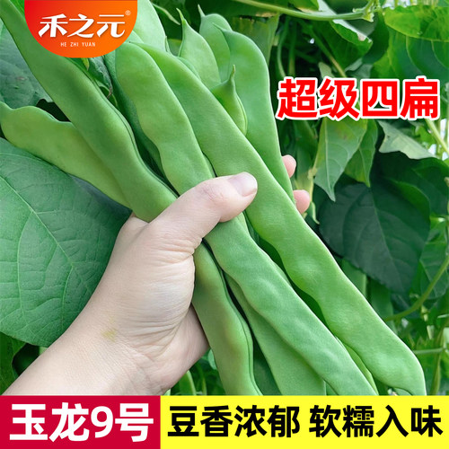 荷兰绿金龙芸豆种子高产四季
