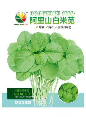 阿里山白米苋种子鲜嫩高产
