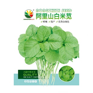 阿里山白米苋菜种子盆栽小青菜野菜种籽苋菜四季阳台春秋冬季种植