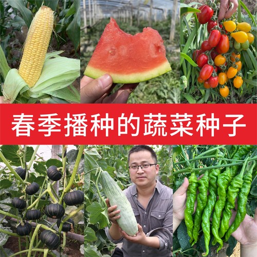 蟋蟀春季蔬菜种子蔬菜种子