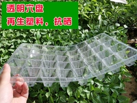 5 прозрачных саженцев (40 очков за пластину 40 баллов)