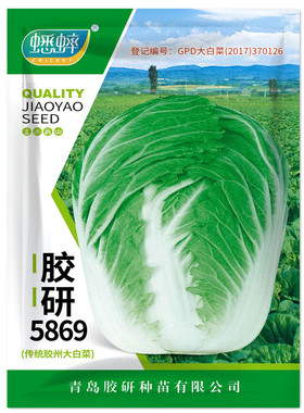 胶研5869大白菜种籽山东胶州冬储白菜种子秋季播大白菜种孑禾之元